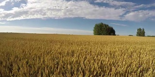 成熟的夏季小麦在风中金色的田野，时间流逝4K