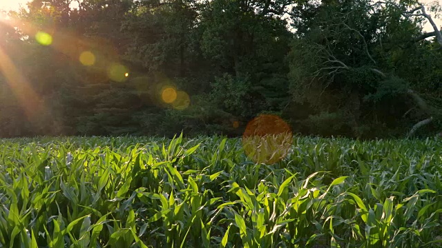 绿色玉米田太阳Flair与昆虫平移视图