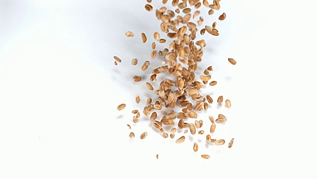 小麦，小麦在白色背景下坠落，慢镜头4k