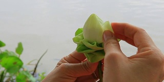 手工装饰莲花花瓣泰国传统风格