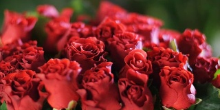 特写，花束在光线的照射下，旋转，花束由红玫瑰组成。背景中有很多绿色植物。神圣的美