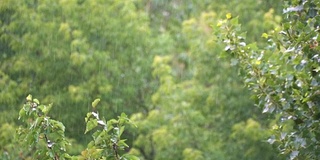 夏日公园里，雨点落在绿叶上