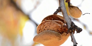 一个阳光明媚的日子，带壳的杏仁挂在杏树的树枝上