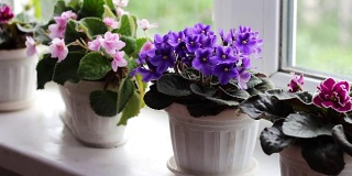 美丽的，盛开的，温柔的紫罗兰，红色的，粉红色的紫罗兰盛开在花盆的窗台上