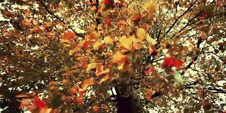 秋天的树叶在强烈的风，深褐色的色调