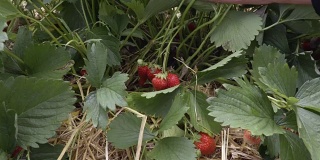 有人在花园里摘草莓