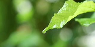 水珠以清新的绿叶为背景，近距离的露珠从树叶上落下