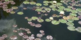 湖上的睡莲