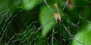 热带雨林里的蜘蛛在织网。