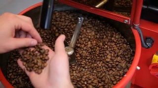 咖啡师检查和烘焙咖啡豆。检查新烤咖啡豆的质量视频素材模板下载
