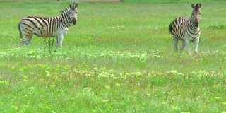 两只斑马在野外的草地上看着摄像机