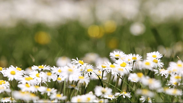 小白雏菊在春风中开在绿草如茵的草地上