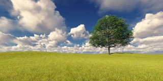 绿树在田野多风多云的天空
