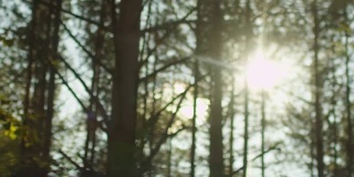 阳光透过树木在森林，拍摄在移动的汽车