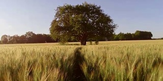 田野中央的一棵孤独的树。替身拍摄