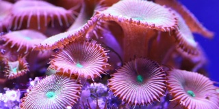 热带海底的珊瑚