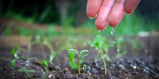 小伙子在雨天用手给植物浇水。慢动作镜头。