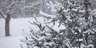 雪落在冬天公园的树上。降雪。雪覆盖了树。暴风雪。被雪覆盖的树。慢镜头降雪