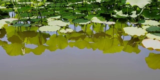绿色的睡莲叶倒映在水中