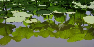 绿色的睡莲叶倒映在水中