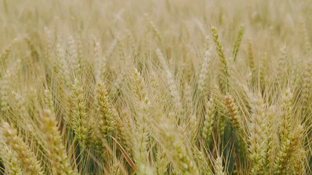 近距离观察未成熟的小麦在风中摇摆