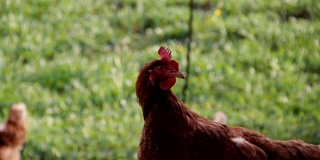 雄鸡和鸡在高山峡谷的绿色草地上行走