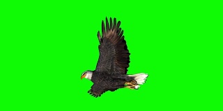 鹰滑翔2 -绿屏