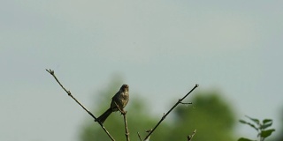 麻雀在沼泽地v形树枝上歌唱