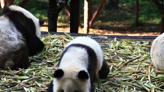 一群大熊猫正在吃竹笋视频素材模板下载