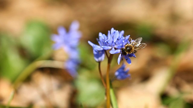 花，银绵和蜜蜂