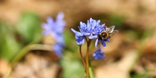 花，银绵和蜜蜂