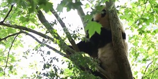 两只大熊猫在树上玩耍