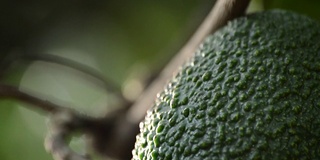 牛油果细节挂在树上