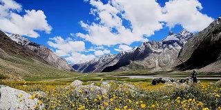 黄色花场与选择性聚焦与晴天背景雪山喜马拉雅和蓝色的天空，克什米尔，印度，选择性聚焦和运动模糊