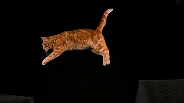红虎斑家猫，成年跳跃在黑色背景下，慢镜头4K