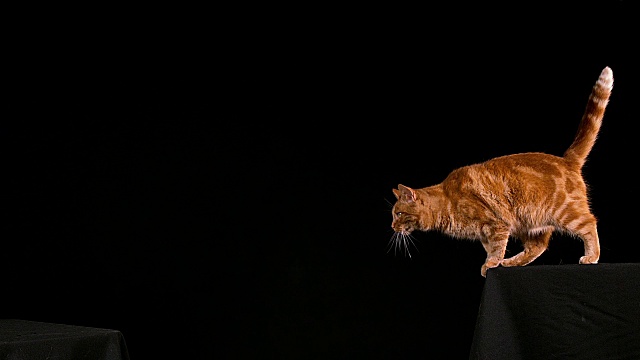 红虎斑家猫，成年跳跃在黑色背景下，慢镜头4K