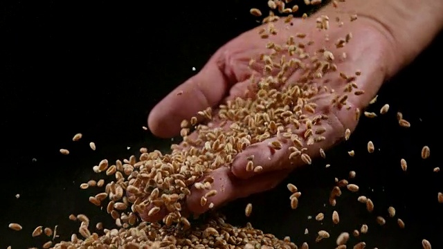 小麦，小麦sp，落在黑色背景，慢镜头4k