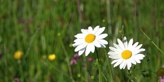 Margaritenblüte，白菊花，花，玛格丽特，野花，盛开，草地，阿尔卑斯山，Allgäuer Alpen, 4K