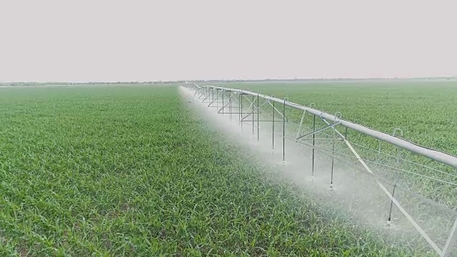4 k鸟瞰图。用洒水车浇灌玉米田。自动灌溉系统。干旱时期植物的灌溉