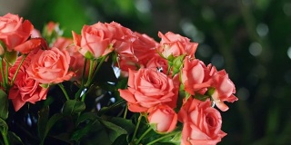 特写，花束在光线的照射下，旋转，花束由橙色玫瑰组成。神圣的美。背景中有很多绿色植物
