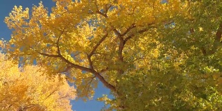 近距离观察:在绚丽的秋日里，在繁茂的树叶下驾驶