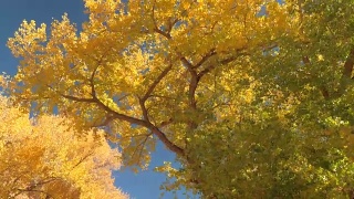 近距离观察:在绚丽的秋日里，在繁茂的树叶下驾驶视频素材模板下载