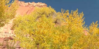 近距离驾车经过郁郁葱葱的树叶，树冠在阳光灿烂的红色岩石峡谷