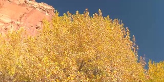 令人惊叹的亮黄色树冠在阳光明媚的秋天在红色岩石峡谷犹他州