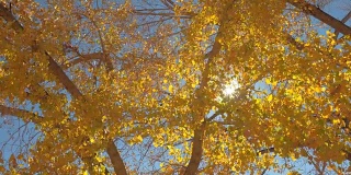 在阳光明媚的秋日，明亮的阳光穿过彩色的黄色树叶