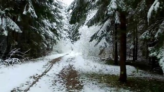 冬季森林树木被雪覆盖视频素材模板下载