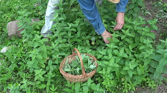 园丁草药采收新鲜的薄荷药草