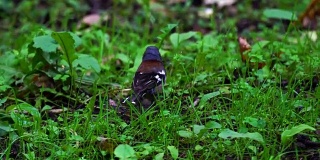 一只胸脯红色的小鸟(燕雀，苍头燕雀)在公园的地面上移动。鸟找到食物并吃掉它。一个夏日清晨，雨后的公园。