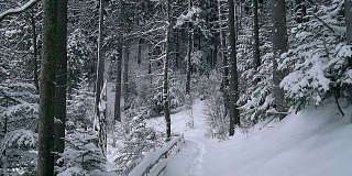 白雪覆盖的树木,