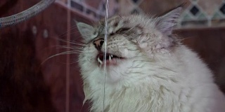 家养西伯利亚猫在涓涓细流中饮水和探险